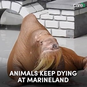 85K views · 2.1K reactions | Zeus, the sweet walrus at Marineland, just died. Marineland's live marine animal show is a death sentence! Shut it down: care2.com/go/z/HonorZeus Zeus footage courtesy of Phil Demers | Care2 | Facebook