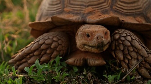 See how sloths evade predators — by being super slow