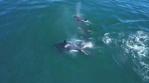 We got to see Killer Whales on today’s 9am trip along with Humpbacks, Gray Whales, and Rissos Dolphins! The bay is filled with some much life and diversity it’s a fabulous time to get on a boat!! Filmed by Evan Brodsky | Monterey Bay Whale Watch