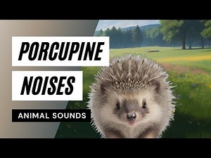 Animal Sounds: Porcupine Noises - animal sounds 🔊 | porcupine 🦔