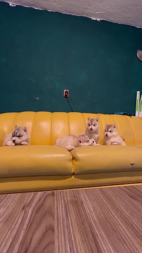 Adorable Husky Puppies Relaxing on a Couch