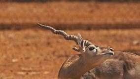 Goa, India. Blackbuck Or Antilope Cervicapra, Also Known As The Indian Antelope, Is An Antelope Found In India, Nepal