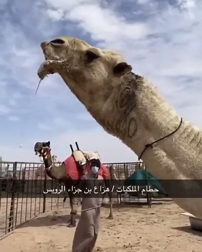الامير وحطام فحول هزاع بن جزاء الرويس