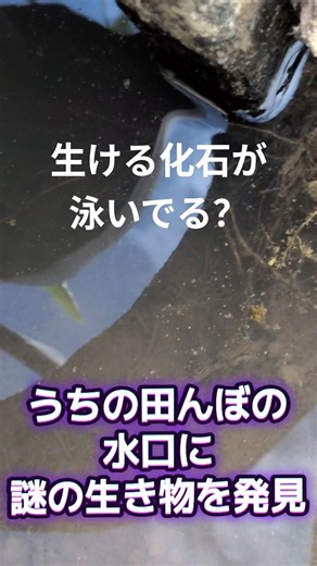 泳ぐ二枚貝？？ #農業女 #農業初心者 #カイエビ #絶滅危惧種 #田んぼの生き物
