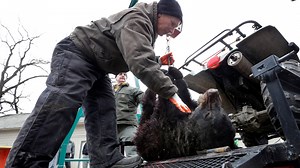 New Jersey's 2024 black bear hunting season begins with archers getting first access