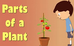 儿童英语-科普-植物组成部分 #aumsum #kids #science