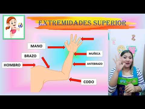 Las extremidades del cuerpo humano