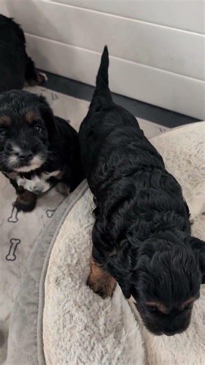 Puppies love their new snuggle puppy.