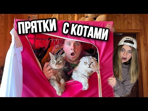 Hide and Seek in Our House with Cats and a Dog