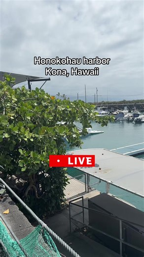 Aloha from beautiful Honokohau Harbor in Kona, Hawaii! 🌴 Today we’re soaking in the sunshine, the sparkling blue waters, and the peaceful vibes of this stunning harbor. Boats gently sway in the breeze, and the sound of the ocean sets the perfect backdrop for a relaxing day by the water. We’re about to go live, so make sure to join us and experience this little slice of paradise in real time. Hopefully, we’ll catch some amazing sights together and share the magic of Kona with you all. Can’t wait