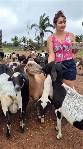 Beautiful Girl Feeding Hungry Goats on Farm | Satisfying Goat Feeding | Farm Life Animals #farming