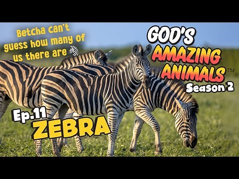 Fun Facts for Kids about Zebras | God's Amazing Animals (S2 Ep11)