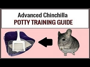 Advanced Chinchilla Potty Training Guide ❤️ 💛 💚 💙 💜