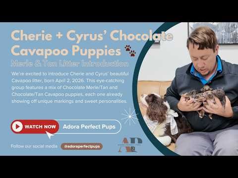 Cherie + Cyrus’ Chocolate Cavapoo Puppies 🐾 | Merle & Tan Litter Introduction