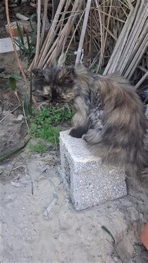 fantomgiri! #raatke1bajekiyakhanapack #shortfeed #viral #minivlog #nature #funny