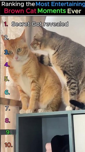 🤎🐱 Ranking the Most Entertaining Brown Cat Moments Ever! 😂🔥