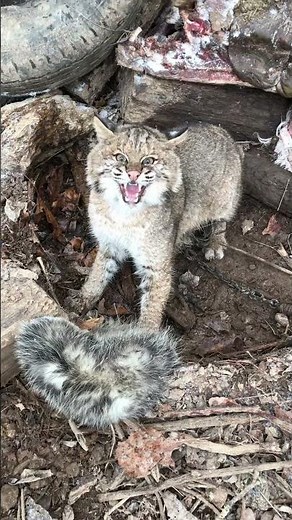 Bobcat trapping up close and personal