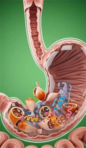 What happens inside your body after eating chicken| 3D digestion animation #sceincefacts #ytshort