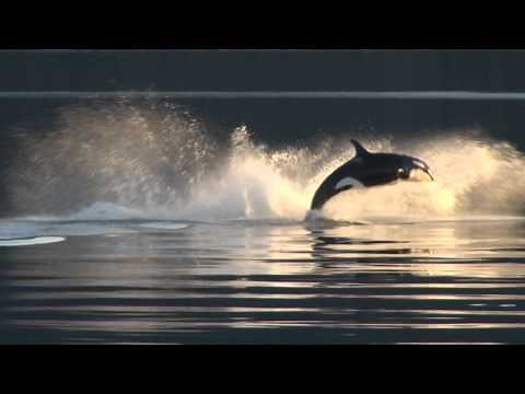 Killer Whales Up-Close in Alaska