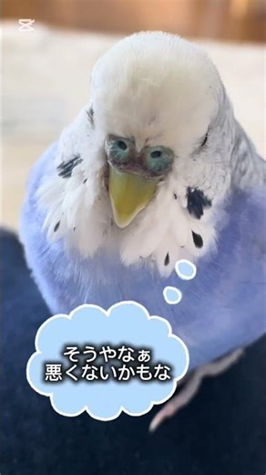 年末年始は、賑やか♪でも今日はチャップとママでホッコリ中