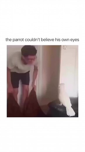Parrot said WTF🤯 #parrot #funny #cute #parrottalk #animals | Bird Videos