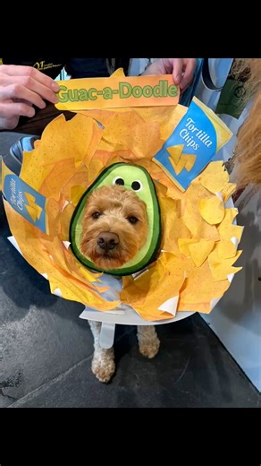 Hudson is our Waggler costume contest winner!!! We love the creativity and so did paisley!!! Our favourite Guac-a-doodle!!!🤪🤪🫶 | Woofs 'n Wags