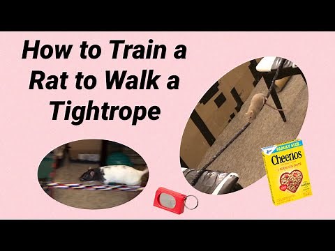 How to Train a Rat to Walk Across a Tightrope