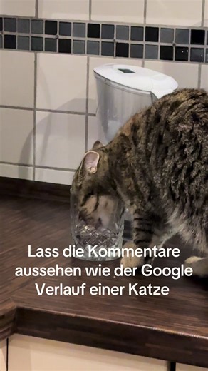 Katzeninhalte für Tierliebhaber auf TikTok