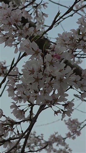 桜の花「江戸彼岸」／CHERRY BLOSSOM "Edohigan"