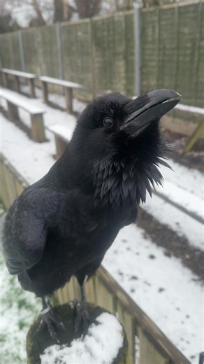Exploring Corvids at Baytree Owl and Raptor Centre