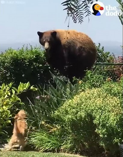 Dogs Freak Out When They See A Bear In Their Backyard