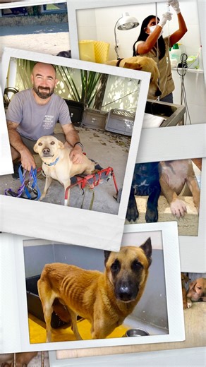 🐾 Give them a second chance 🐾 Since 2011, SOS El Arca has rescued, cared for, and rehomed thousands of abandoned street dogs. In 2024 alone, 181 found loving families—thanks to your support! ❤️ More still need help. Donate today : https://bit.ly/sos-el-arca-donation | SOS el Arca Animal Rescue