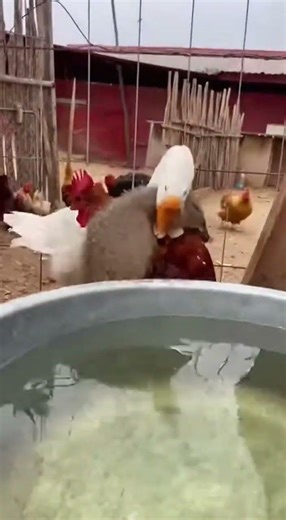 Duck vs. Squirrel: A Wild Showdown! #animalencounter #wildlife #duck #squirrel