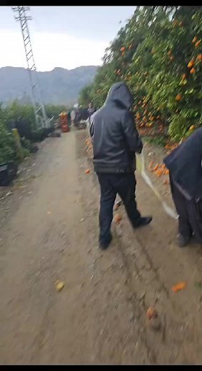 Orange Picking in a Citrus Orchard: A Step-by-Step Guide