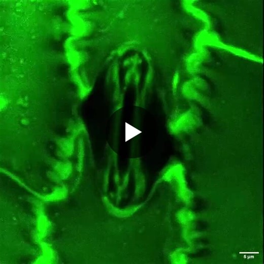 Stomata are pores in a leaf for gas exchange ↳ CO2 uptake, O2 release. They are crucial for:- 1. Photosynthesis. 2. Water regulation. 3. Sustaining plant life. They typically open during the day… | Simon Maechling | 26 comments