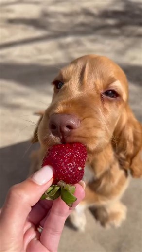Theo’s first strawberry 🍓🥹 @itsmistertheodore #cockerspaniel #cocker #puppy #asmr #puppylove #dogsofinstagram #dog #asmreatingsounds | Cocker Planet