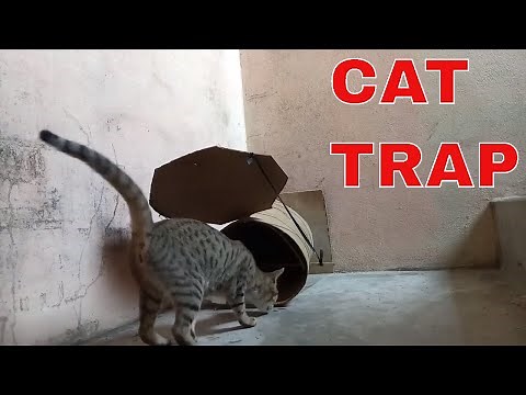CAT TRAP - How To Catch Cat By Trap