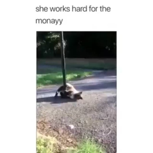 CatCurio - Best Online Cat Store | Cat Gifts | Cat Moms | Pets on Instagram: "Work it girl!! 💁‍♀️💵 #catloversclub #catfunnymeme #catmeme"