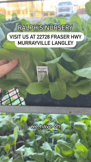 2.7K views · 30 reactions | A sneak peek of the beginning of our selections at Ralph’s Nursery | Meridian Meats & Meridian Farm Market | Facebook
