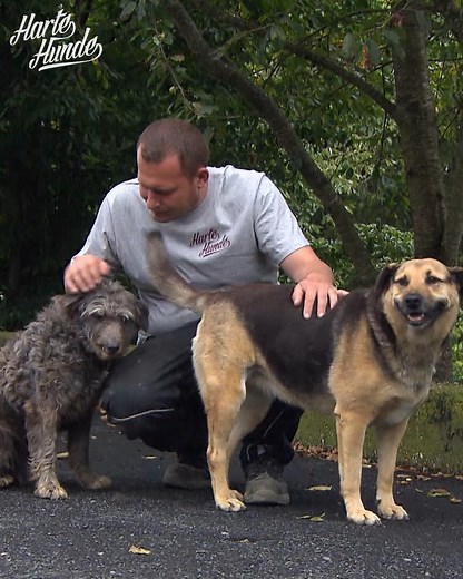 In der Eifel sind Ralf Seeger und sein Team unterwegs, um bei einem Gnadenhof für Hunde dringend notwendige Bauarbeiten und Reparaturen vorzunehmen. Doch dann kommt alles anders als erwartet: Die Jahrhundertflut stürzt das ganze Gebiet rund um das Ahrtal ins Chaos. Im Gnadenhof fällt der Strom aus, das Leitungswasser wird verunreinigt und Zugangsstraßen sind nicht mehr befahrbar. Eine große Herausforderung für die "Harten Hunde"! Die ganze Geschichte seht ihr diesen Samstag in einer nagelneuen F