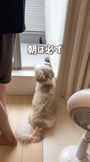 【甘える日もあるよ】あたちのルーティン #シーズー #可愛い #shihtzu #癒し #犬のいる生活