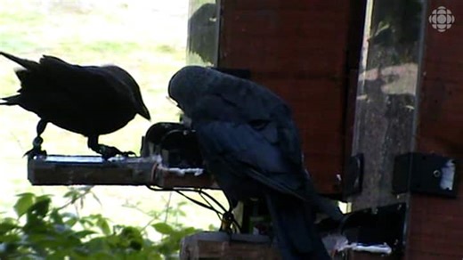 Jackdaws learn they can get better snacks with the right social connections, study finds