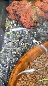 待ちに待った繁殖行動⁉️ペアのメダカを観察 #ビオトープ