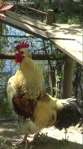 CHANT du COQ🐓