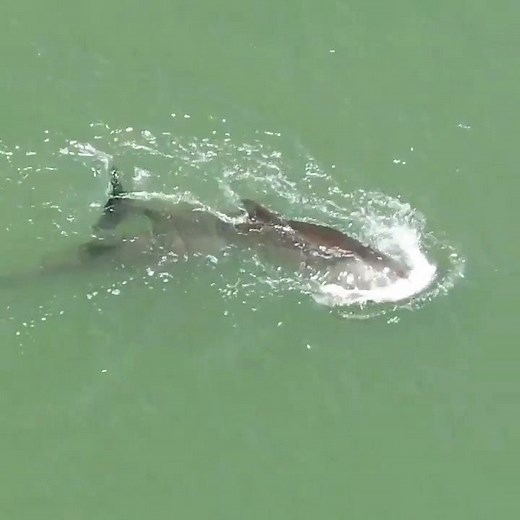 11M views · 78K reactions | HEARTBREAKING Proving that animals hearts break just like humans, a new video shows what appears to be a grieving dolphin pushing her dead calf through the intracoastal waterway in Indian Shores, Florida. **WARNING: May be too graphic for some viewers** STORY: https://tinyurl.com/y54v3fb4 VIDEO: See Through Canoe | FOX 35 Orlando | Facebook