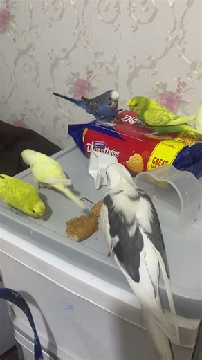 koo is upset #cockatiel #budgies #viral #fyp #ytshorts