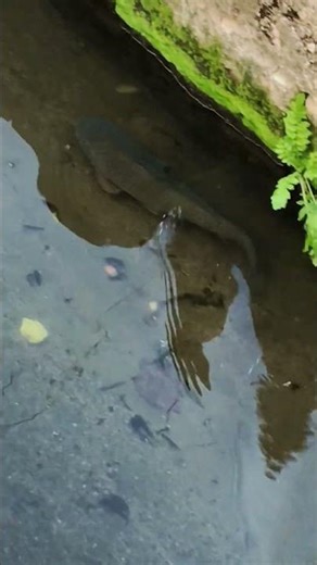 後世に残したい日本の光景 Carp swimming irrigation canal japan 用水路の鯉(コイ) 淡水魚 苔 aquarium 水槽 #コイ #carp #shorts