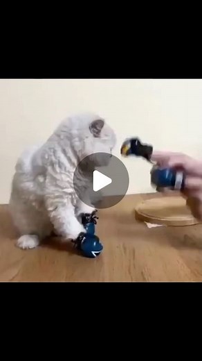 Cats and Kittens on Instagram: "Cat boxing match 😹 🛍 Cat shop link in bio 🛍 Follow 👉 @thatcatspage 👈 Follow 👉 @thatcatspage 👈 Follow 👉 @thatcatspage 👈 . #cats #funnycats #catsofinstagram"