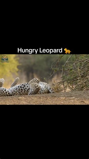 Hungry Leopard - Hindi Documentary #animals #wildanimals #documentary #wildlife #WildNature