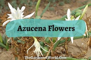 What Is Azucena Flower? Origin, Uses, Care & Facts - The Gardeners World